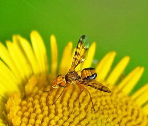 Myopites apicatus